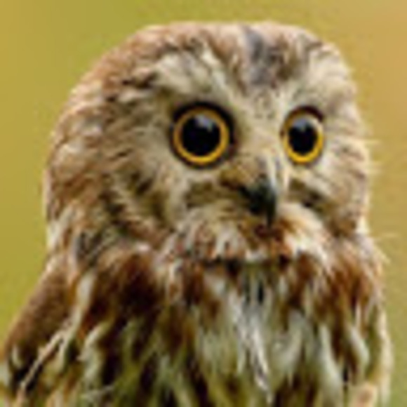 Meet your Posher, Neelab - Picture 1 of 1